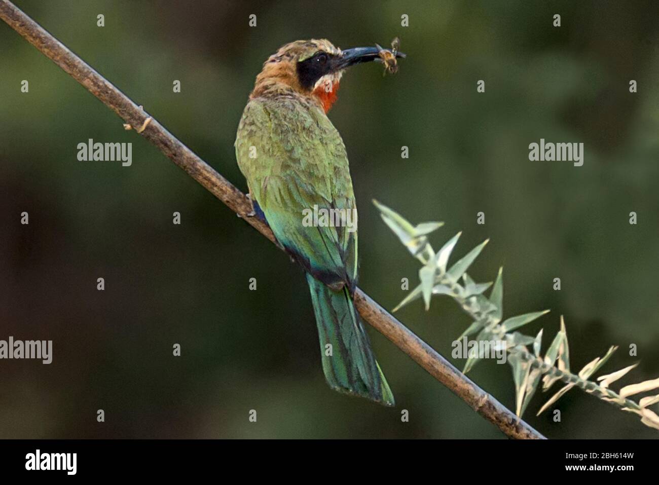 Abeille à façade blanche, Merops bullockoides, avec abeille pêchée, rivière Kafue, parc national Kafue, Zambie, Afrique Banque D'Images