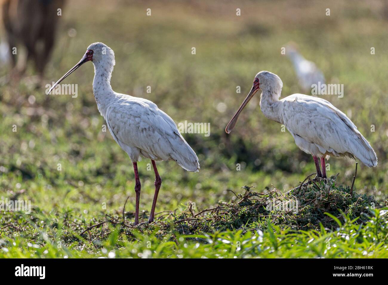 Spoonbill africain, Platalea alba, Kafue River, Kafue National Park, Zambie, Afrique Banque D'Images