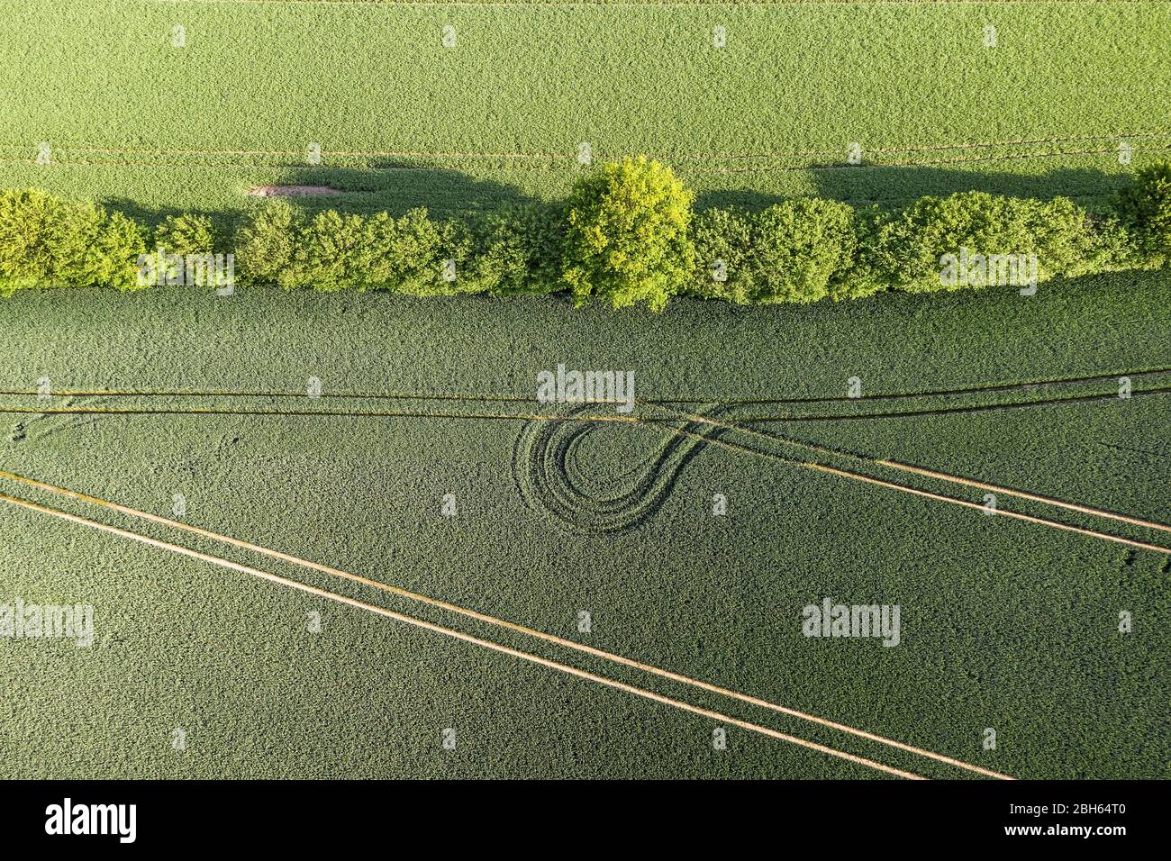 vue aérienne d'une haie murale entre les champs agricoles Banque D'Images