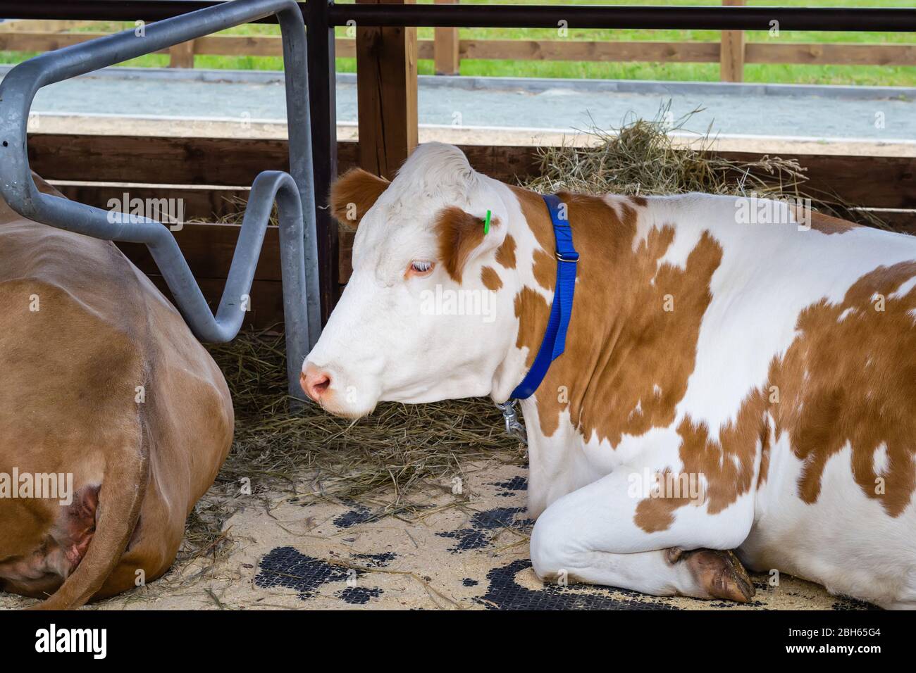 La vache triste blanche se trouve dans une volière ouverte. Exposition agricole. Agriculture moderne. Banque D'Images