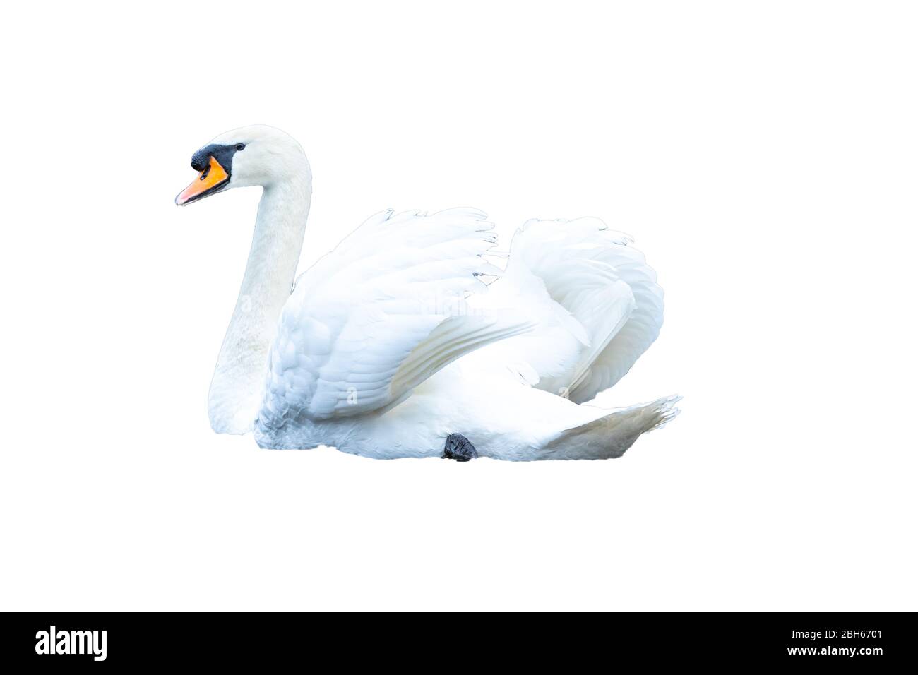 portrait isolé d'un cygne blanc blanc sur fond blanc. Banque D'Images