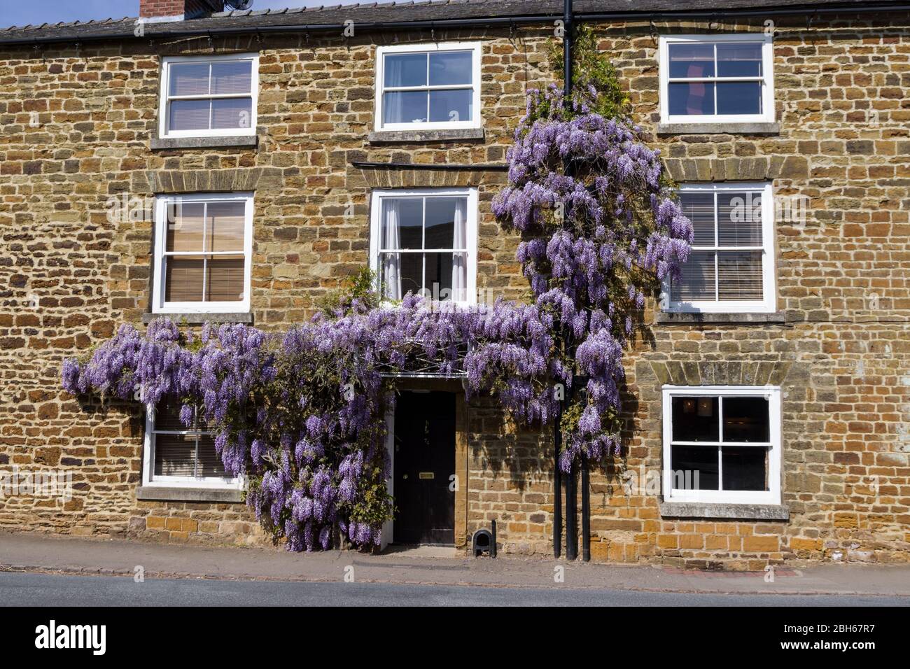 La Wisteria à fleurs violettes s'émiettent sur le devant d'une maison dans le village de Hardingstone, Northampton, Royaume-Uni Banque D'Images