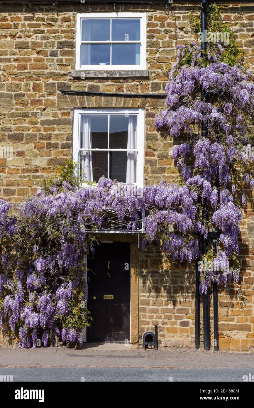 La Wisteria à fleurs violettes s'émiettent sur le devant d'une maison dans le village de Hardingstone, Northampton, Royaume-Uni Banque D'Images