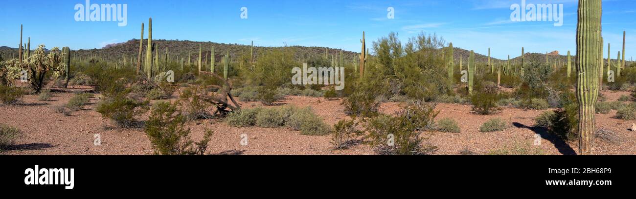 Panorama image du monument national de Cactus, tuyau d'orgue, Arizona, États-Unis Banque D'Images