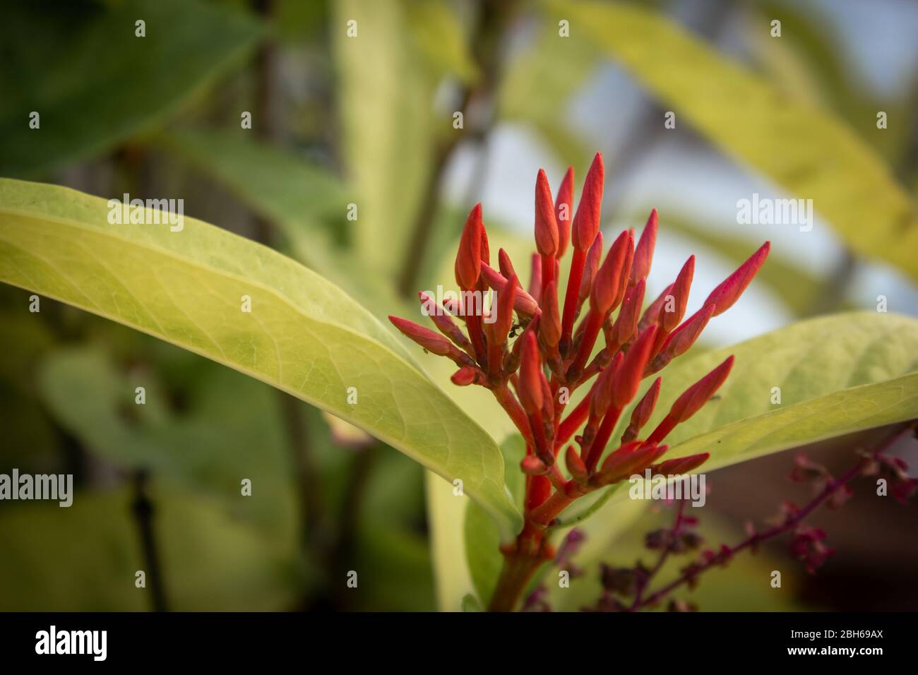 Belle vue sur la plante à fleurs Ixora coccinea. Aussi connu sous le nom de géraniums de jungle, flamme des bois ou flamme de jungle. Fleur nationale du Suriname Banque D'Images