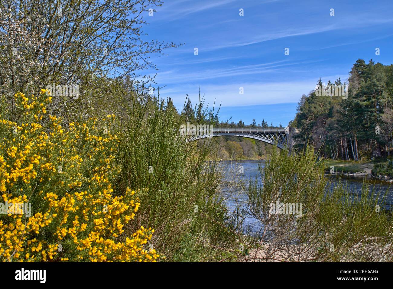 PONT DE CARRON CHEMIN DE FER DE SPEYSIDE MORAY SCOTLAND ET PONT ROUTIER AU-DESSUS DE LA RIVIÈRE SPEY AU DÉBUT DU PRINTEMPS AVEC UN GORSE JAUNE VIF ULEX Banque D'Images