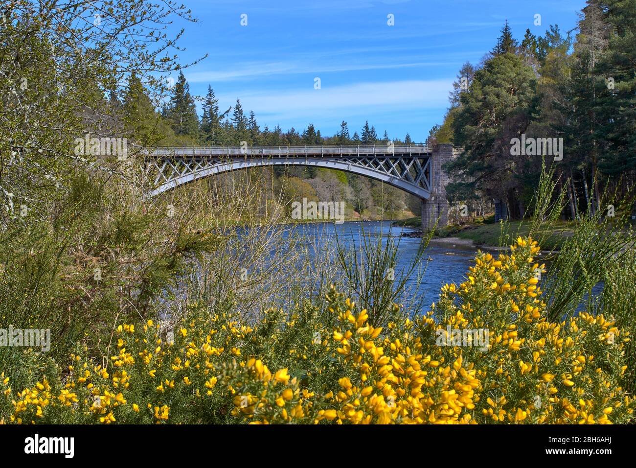 PONT DE CARRON CHEMIN DE FER DE SPEYSIDE MORAY SCOTLAND ET PONT ROUTIER AU-DESSUS DE LA RIVIÈRE SPEY AU PRINTEMPS AVEC LE GORSE JAUNE ULEX Banque D'Images