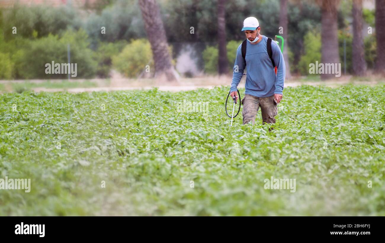 Fumigation des mauvaises herbes. Agriculture écologique biologique. Vaporiser des pesticides, pesticides sur la plantation agricole de plantes de pommes de terre en croissance, espagne. Homme s Banque D'Images