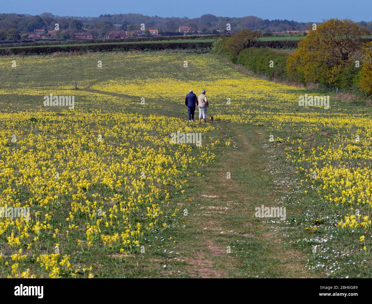 Primula veris Cowslips croissant dans les pâturages de graminées sur ferme bio à Norfolk Banque D'Images