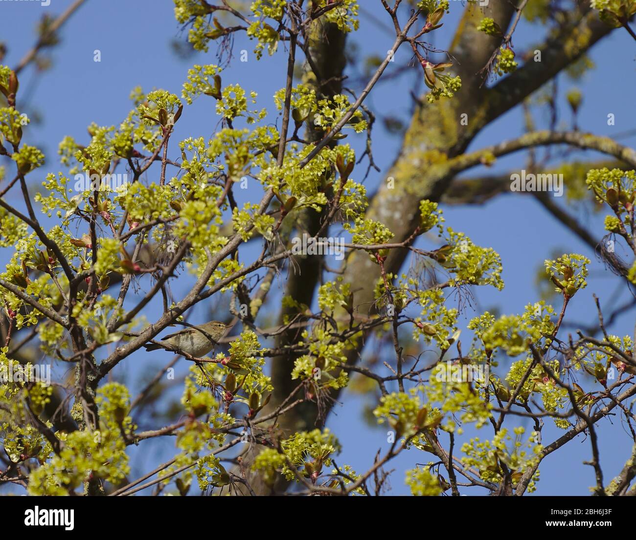 Oiseau de Bruant se cachant dans l'arbre de printemps derrière des feuilles en herbe montrant le camouflage animal. Banque D'Images