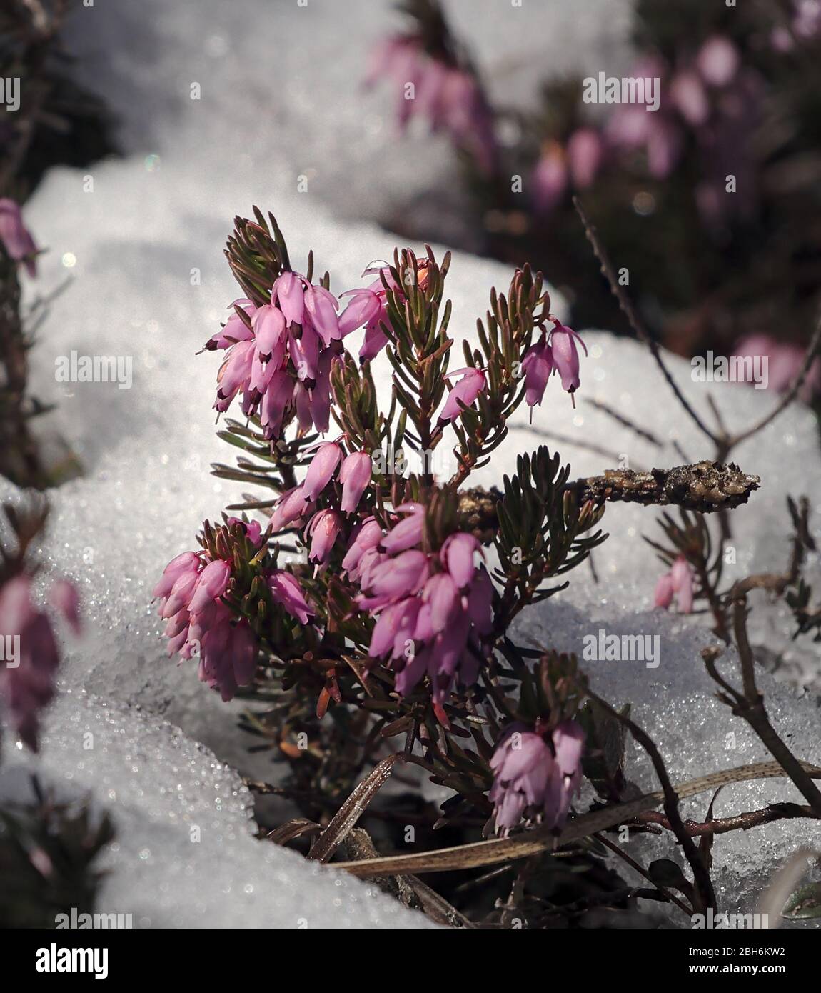 Bruyère violette qui pousse dans la neige avec des fleurs fermées qui se ferment. Banque D'Images