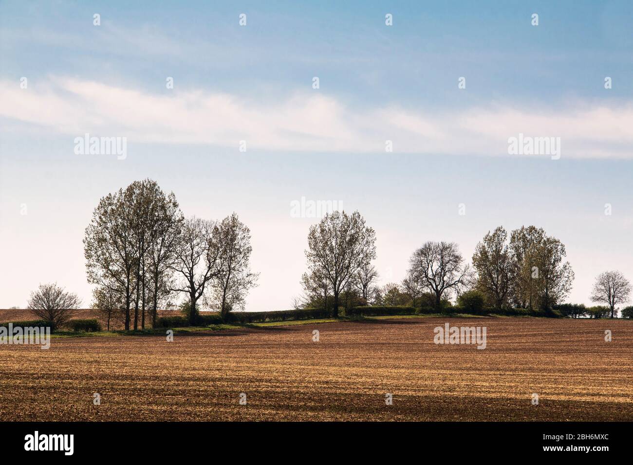 Une image des terres agricoles et de hedgeriw lors d'une belle journée de printemps. Tourné près de Kibworth Harcourt, Leicestershire, Angleterre, Royaume-Uni. Banque D'Images