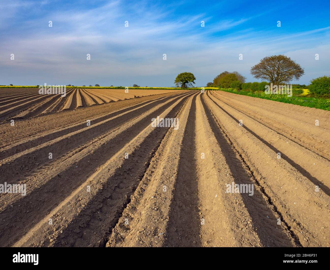 Champ de pommes de terre nouvellement planté à Southrepps Norfolk fin avril Banque D'Images