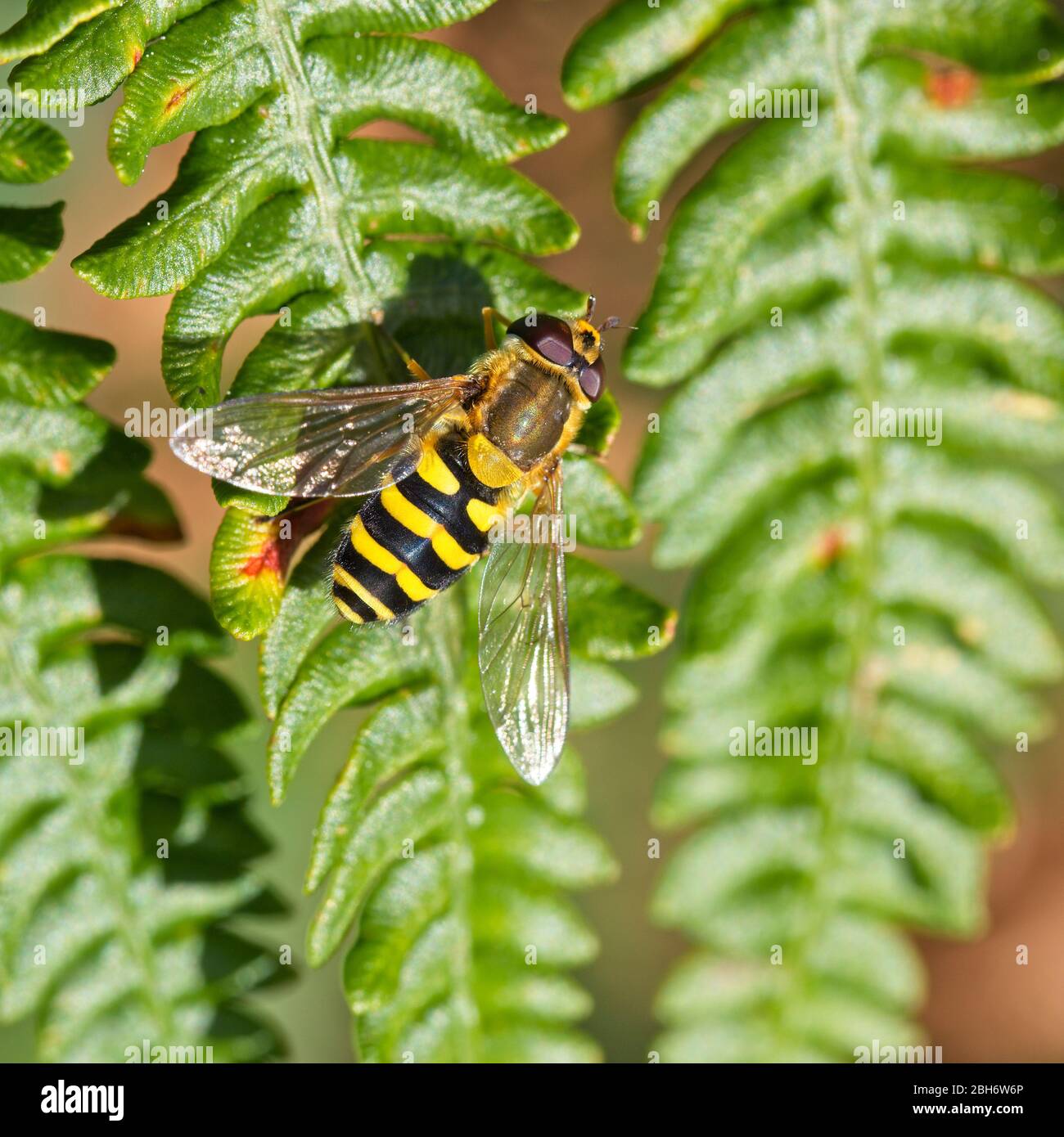 HoverFly (Syrphus vitripennis) reposant sur le saulen, Cornwall, Angleterre, Royaume-Uni. Banque D'Images