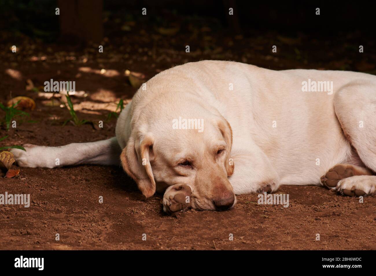 Un chien du labrador endormi se trouve sur le sol dans le jardin Banque D'Images