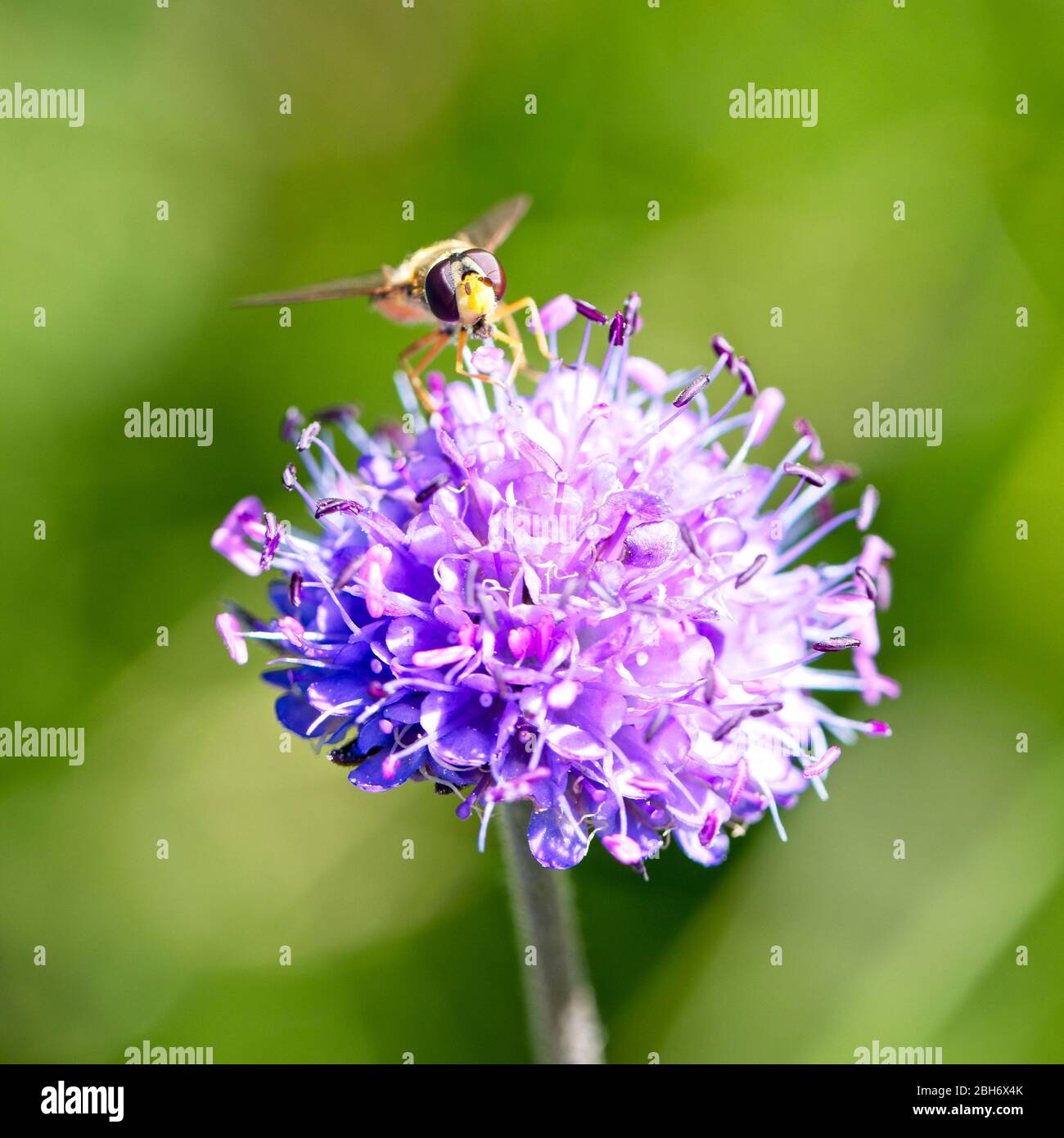 Le visage d'une mouche plancaière (Syrphus vitripennis) sur une fleur scabieuse, Cornwall, Angleterre, Royaume-Uni. Banque D'Images