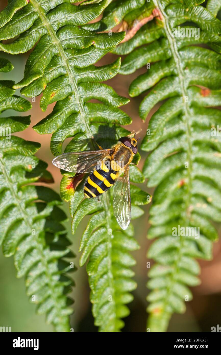 HoverFly (Syrphus vitripennis) reposant sur le saulen, Cornwall, Angleterre, Royaume-Uni. Banque D'Images
