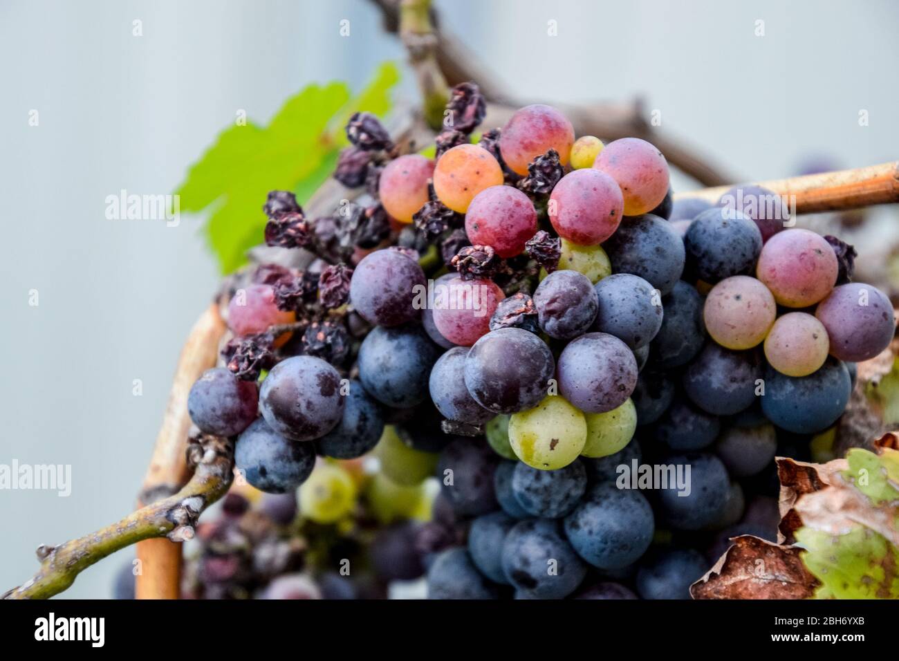 Raisins sur la vigne. Les raisins sur la vigne sèchent et se détériorent. Banque D'Images