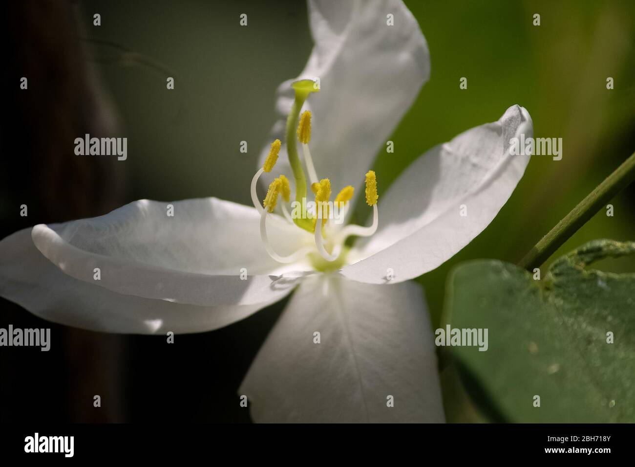Une fleur de Bauhinia acuminata. Banque D'Images