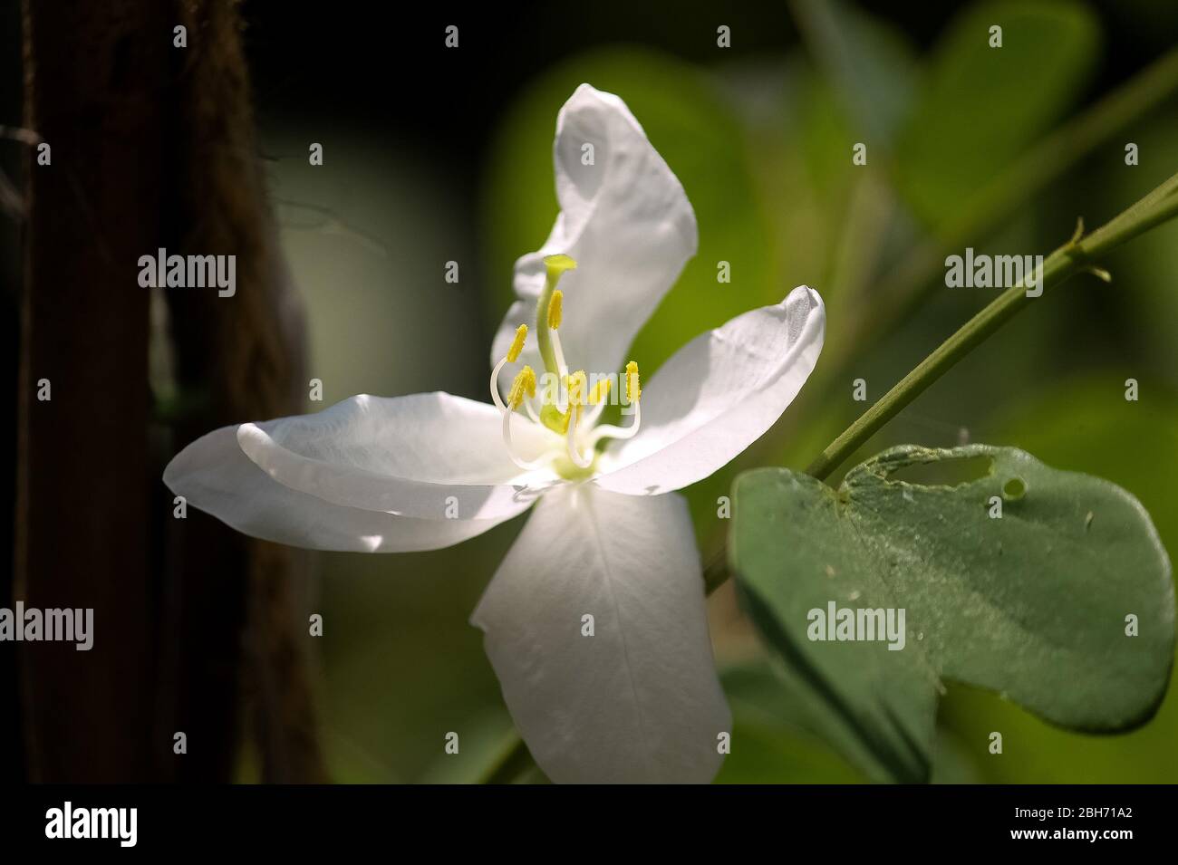 Une fleur de Bauhinia acuminata. Banque D'Images