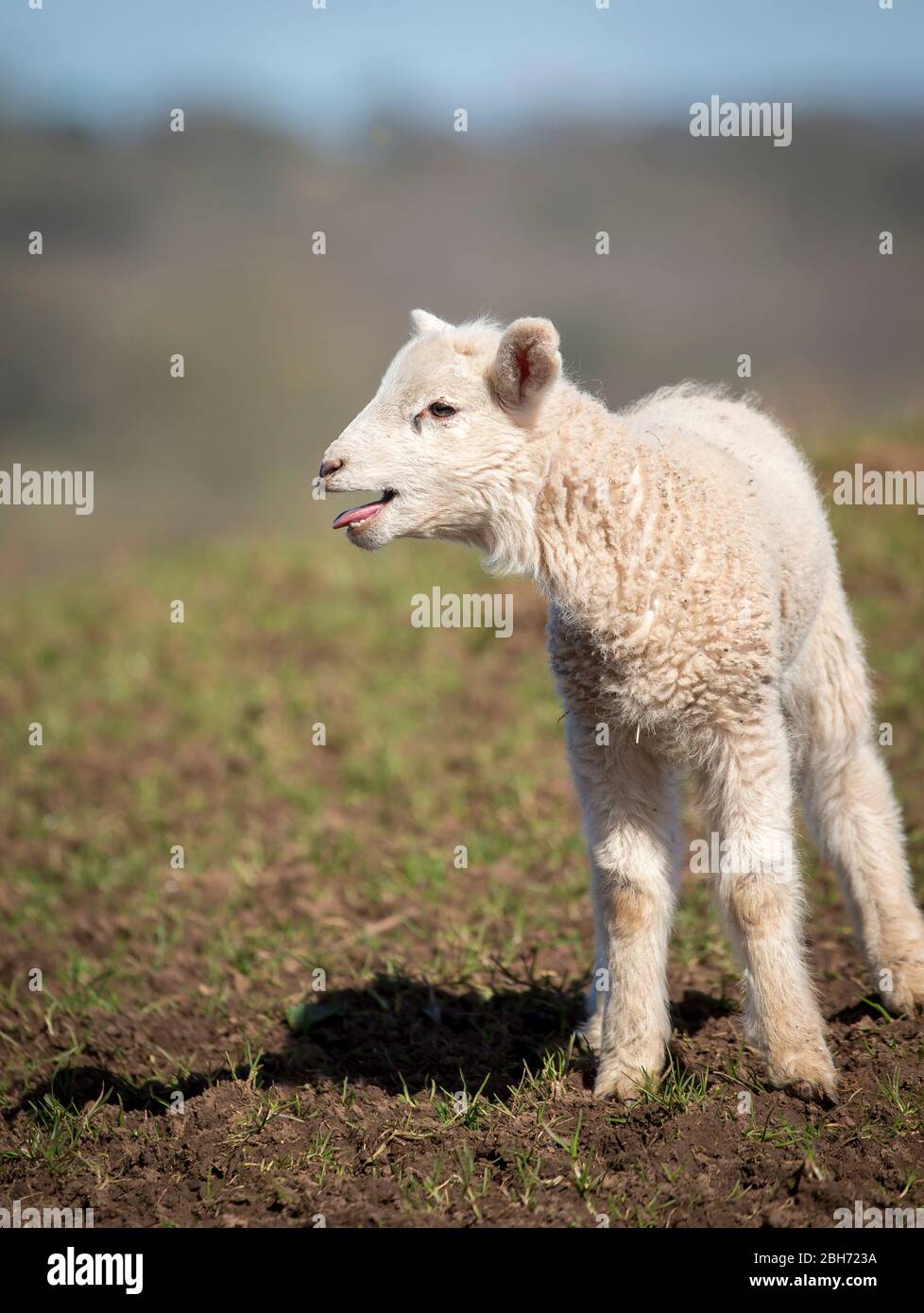 Vue De Face Vue Rapprochee De Blanc Agneau De Bebe Qui Boit Dehors Dans Le Champ Se Tenant Perdu Au Soleil De Printemps Photo Stock Alamy