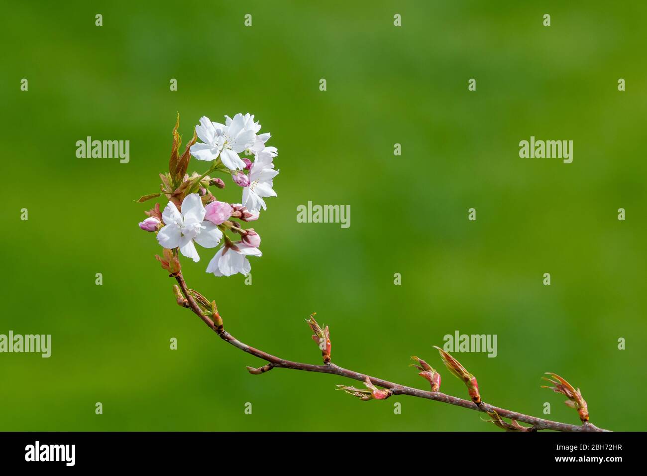 Apple Blossom close-up. Profondeur de champ. Banque D'Images