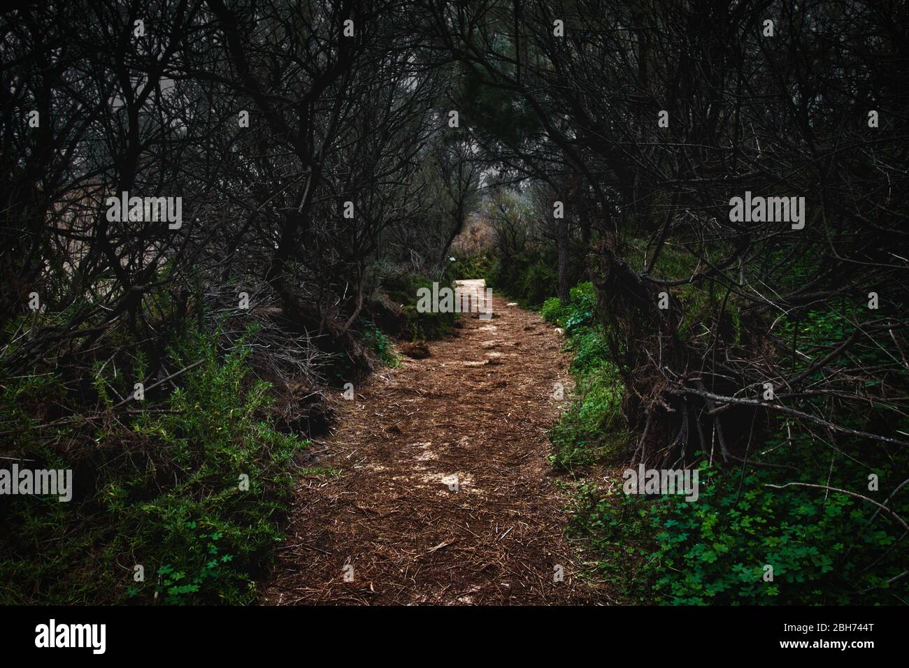 Sentier de terre menant à un chemin à travers une forêt sombre et effrayante Banque D'Images