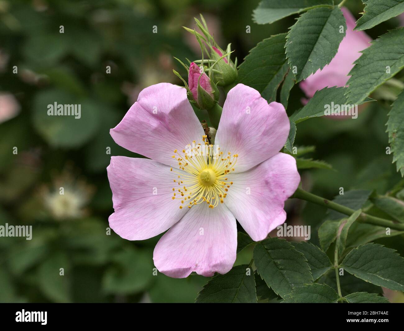 Fleur de rose de chien. Banque D'Images