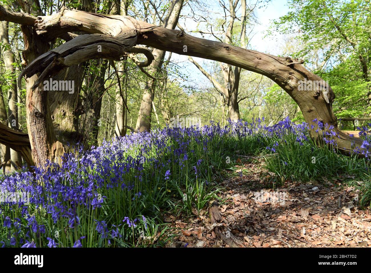 Bluebell fleurs dans les bois à Ashridge Estate Berkhamsted Herts Royaume-Uni Banque D'Images