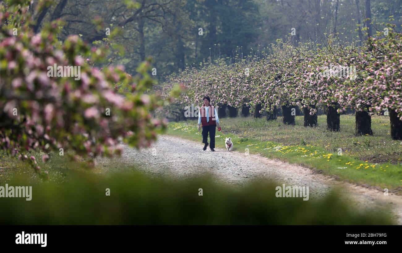 Un membre du public traverse les 5 000 pommiers de la maison Ardress dans le comté d'Armagh qui sont entrés en floraison tôt après un hiver doux, alors que la nature répond aux changements météorologiques liés au changement climatique dit la National Trust. Banque D'Images