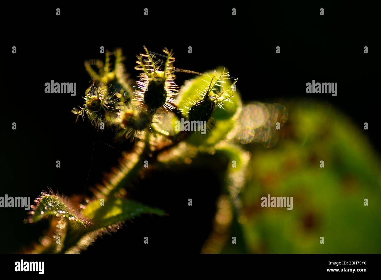 Le vert laisse des motifs de nature pour l'arrière-plan et le papier peint. Banque D'Images