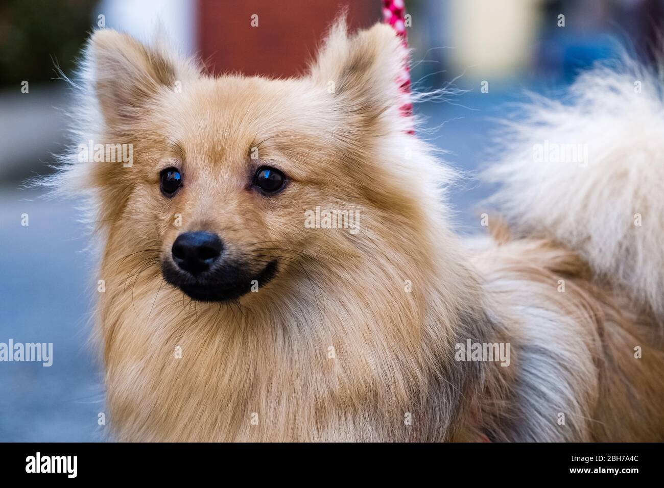 Joli Pomeranian dehors pour une promenade Banque D'Images