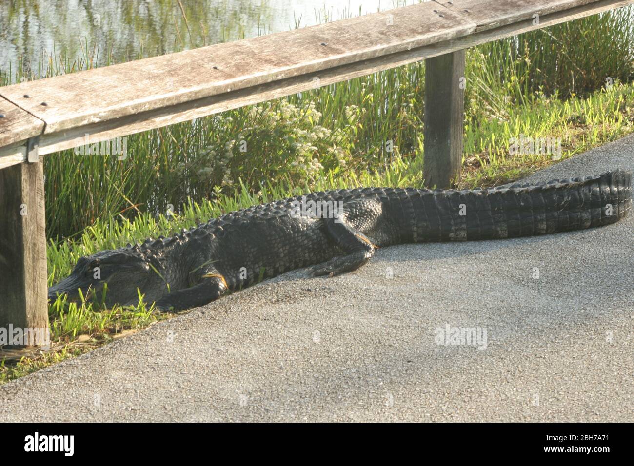 Alligators et crocodiles dans les Everglades Banque D'Images