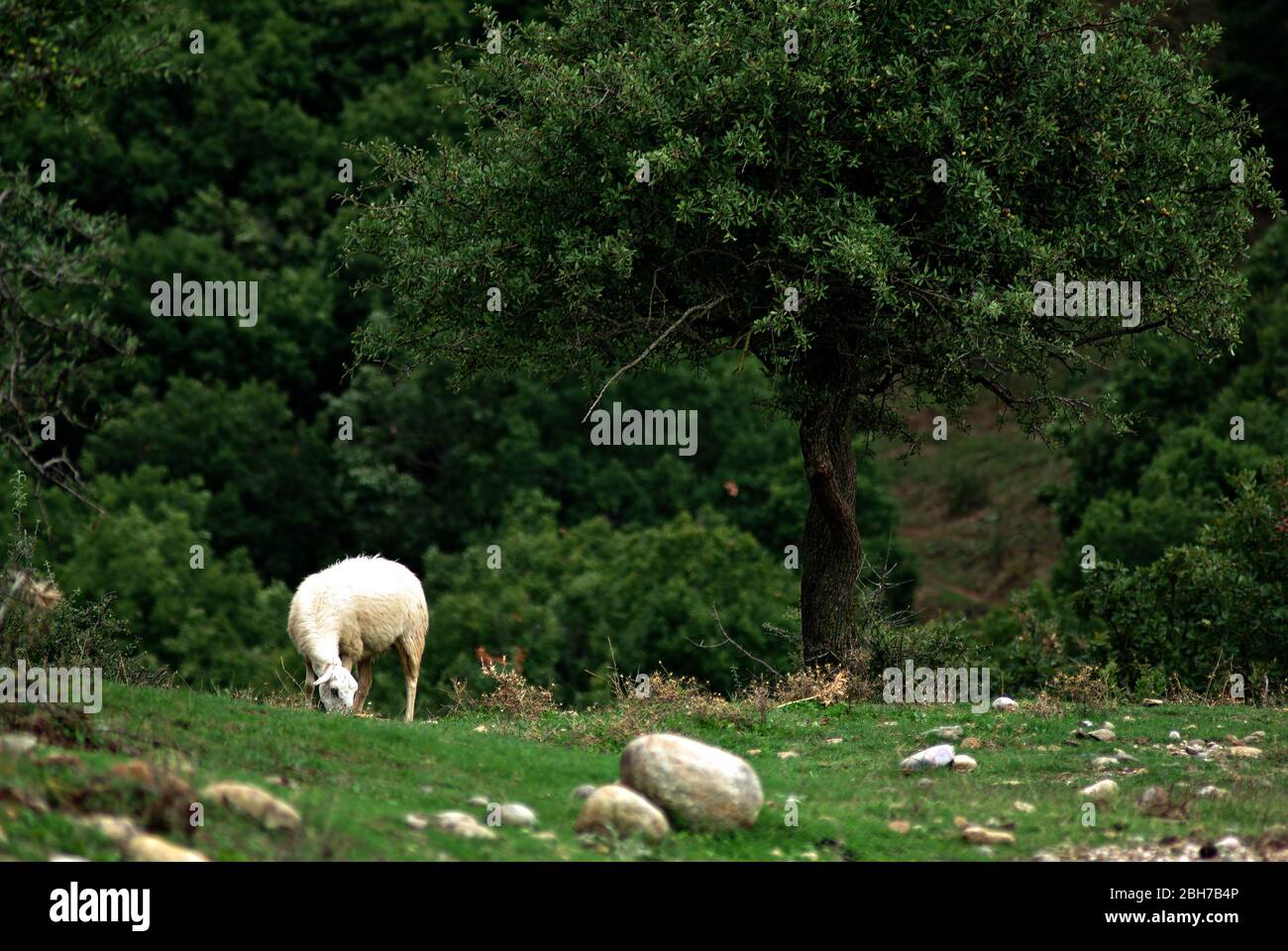 Les moutons se nourrissent à la prairie herbacée sous l'arbre. Banque D'Images