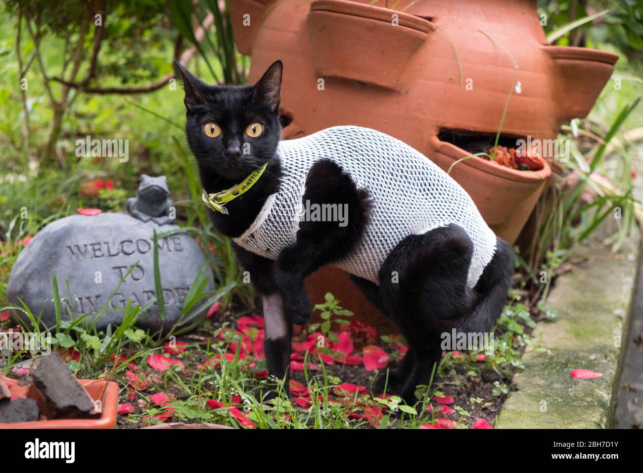 Cat portant un gilet chirurgical après avoir été décomposé pour l'empêcher de mordre ou de lécher la plaie chirurgicale. Banque D'Images