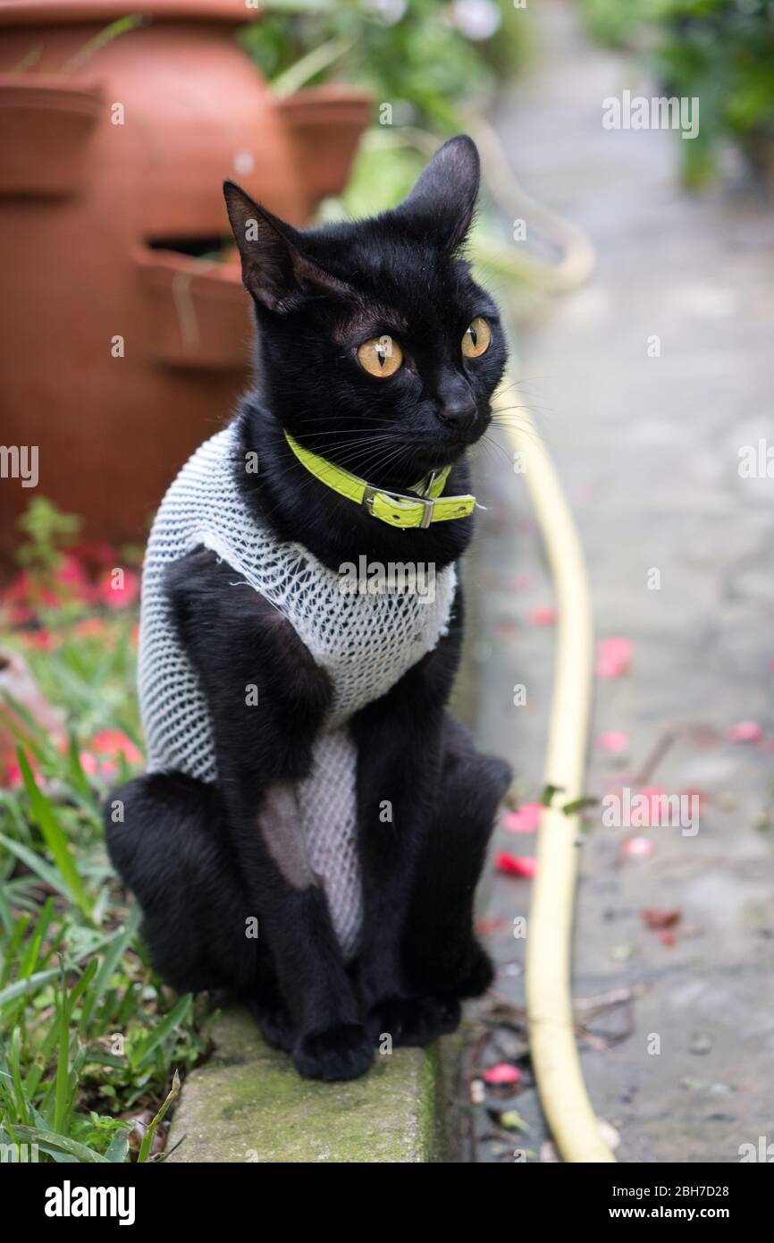 Cat portant un gilet chirurgical après avoir été décomposé pour l'empêcher de mordre ou de lécher la plaie chirurgicale. Banque D'Images
