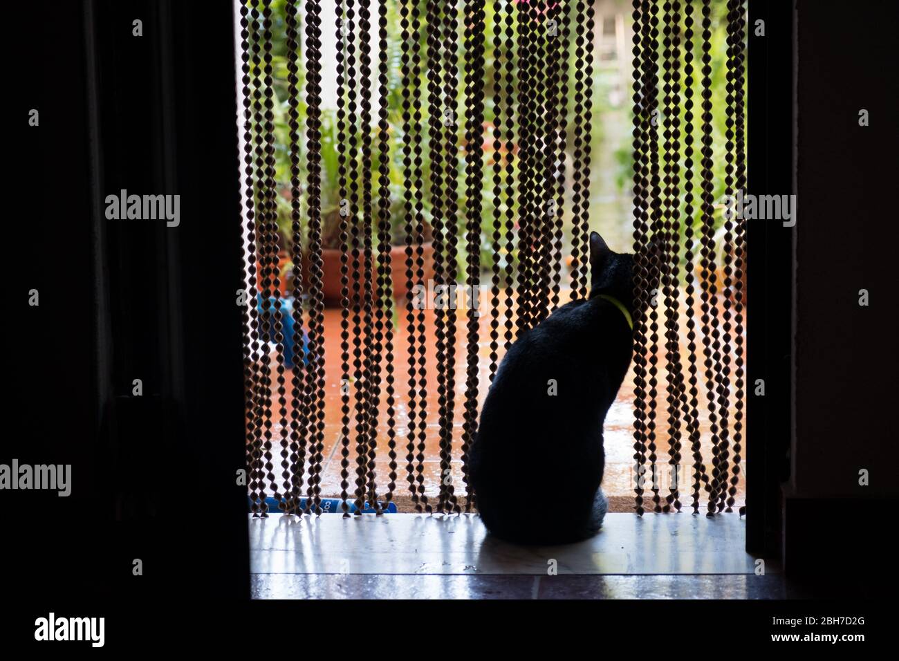 Un chat noir assis à la porte de rideau d'écran de vol regardant à l'extérieur. Banque D'Images