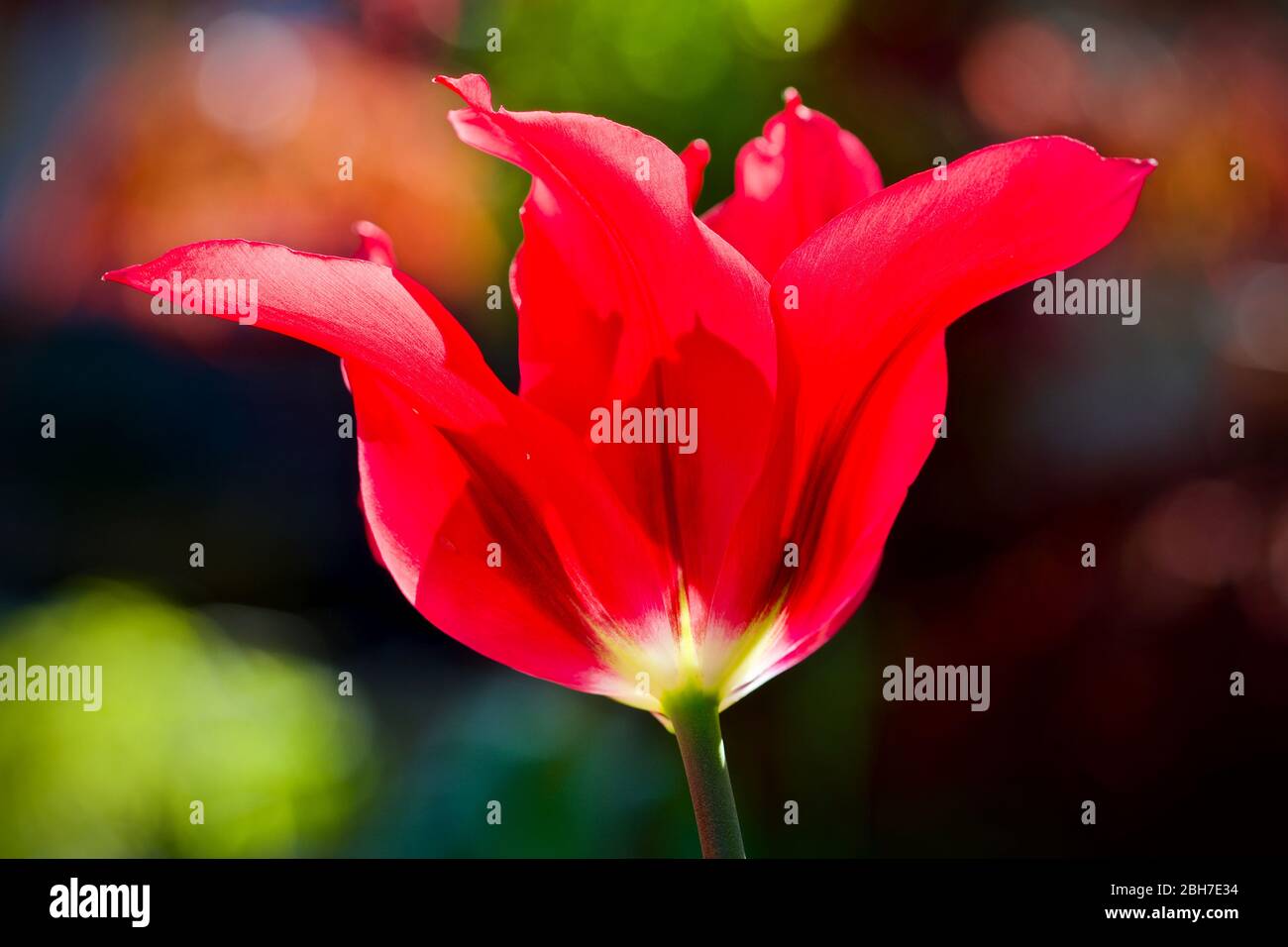 Tulipa 'doll's Minuet' viridiflora tulipes Banque D'Images