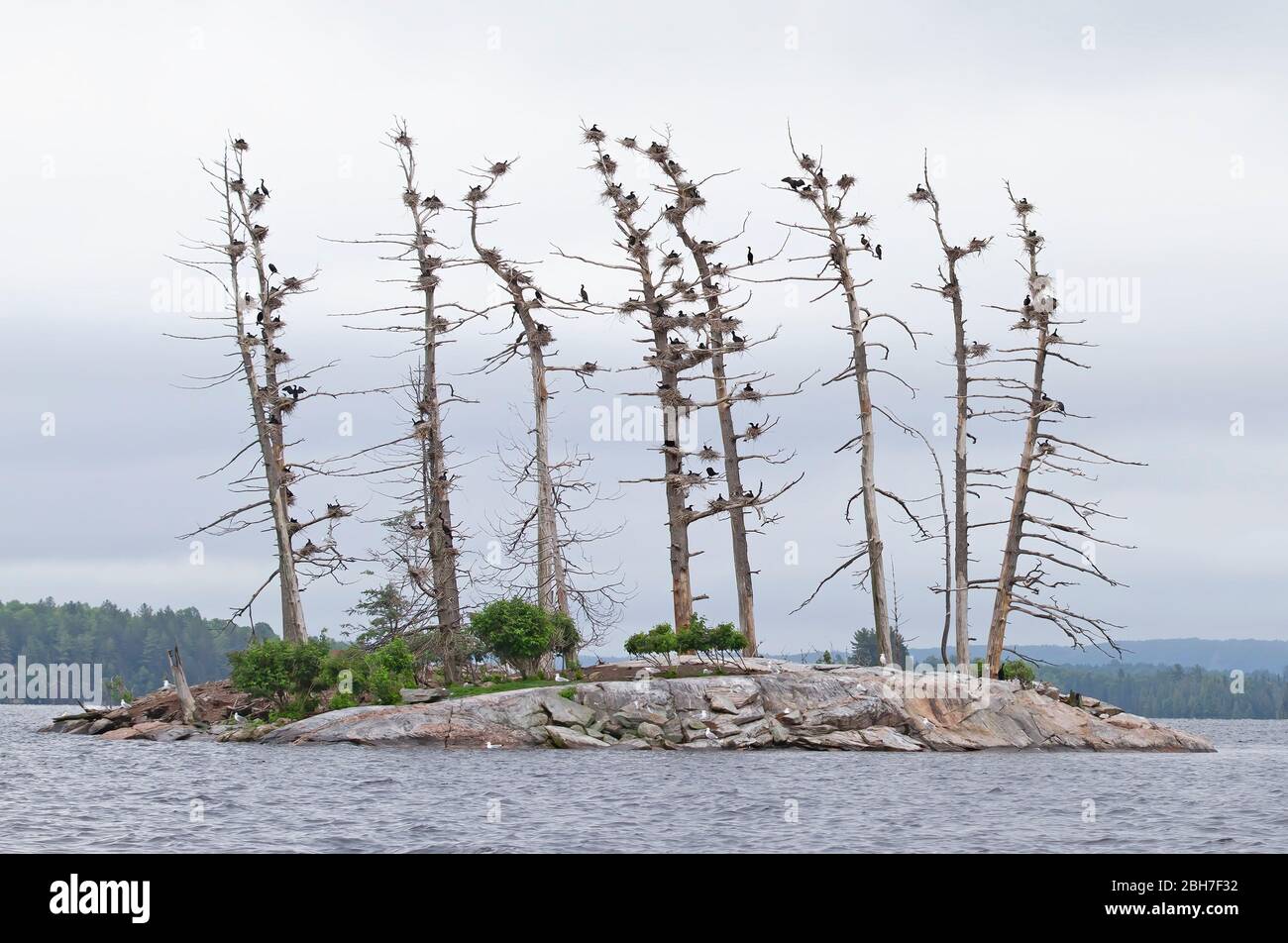 Cormorant niche sur une petite île du lac Opeongo, dans le parc Algonquin, au Canada Banque D'Images