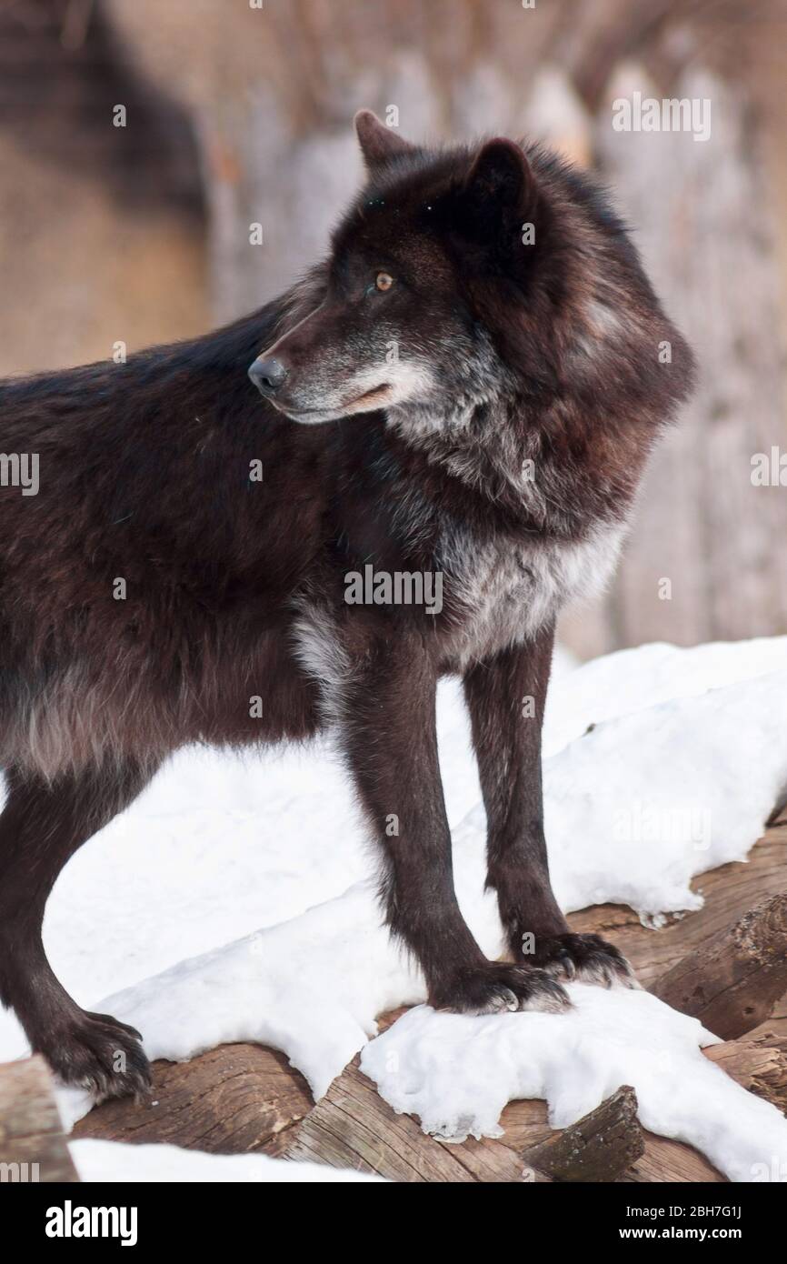 Gros loup noir canadien près. Canis lupus pambasileus. Animaux dans la  faune Photo Stock - Alamy