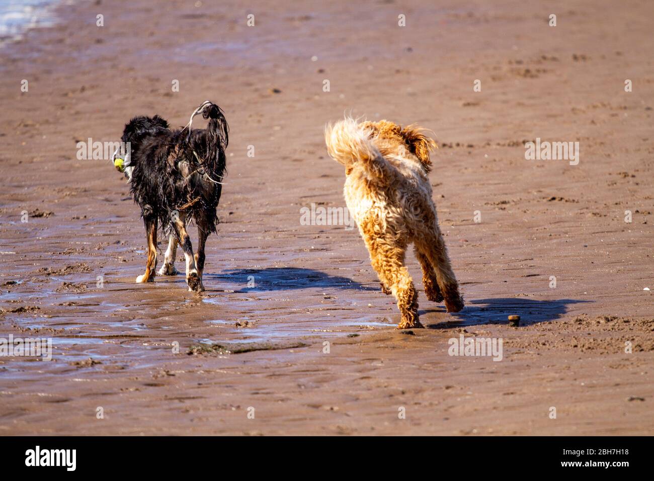 Dundee, Tayside, Écosse, Royaume-Uni. 24 avril 2020. Royaume-Uni Météo : chaude matinée ensoleillée à Dundee bien qu'un peu plus frais sur la côte avec une température maximale de 15°C. Les propriétaires de chiens exerçant leurs chiens le long de la plage Broughy Ferry pendant les restrictions de verrouillage de Coronavirus. Deux chiens (Collie noir et blanc et Labradodle australien) qui jouent ensemble sur la plage de sable. Crédit : Dundee Photographics/Alay Live News Banque D'Images