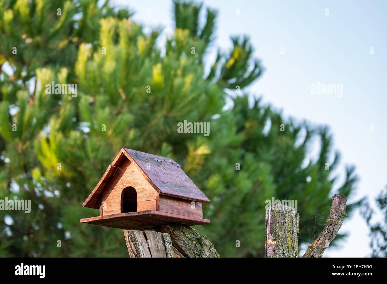 Belle maison en bois fait main de charpette sur le tronc sec de l'arbre sur vert brouillé de feuilles de pin arrière-plan, village de Porto Lagos, Grèce du Nord Banque D'Images