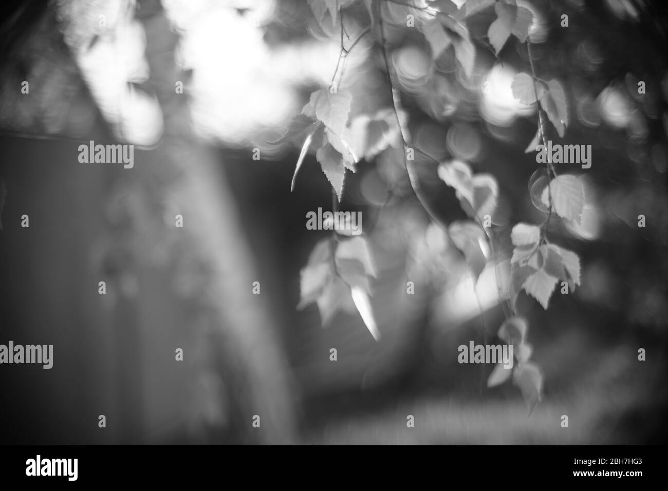 Bouleau avec de jeunes feuilles sur les branches dans le jardin ensoleillé de printemps. PHOTO BW Banque D'Images