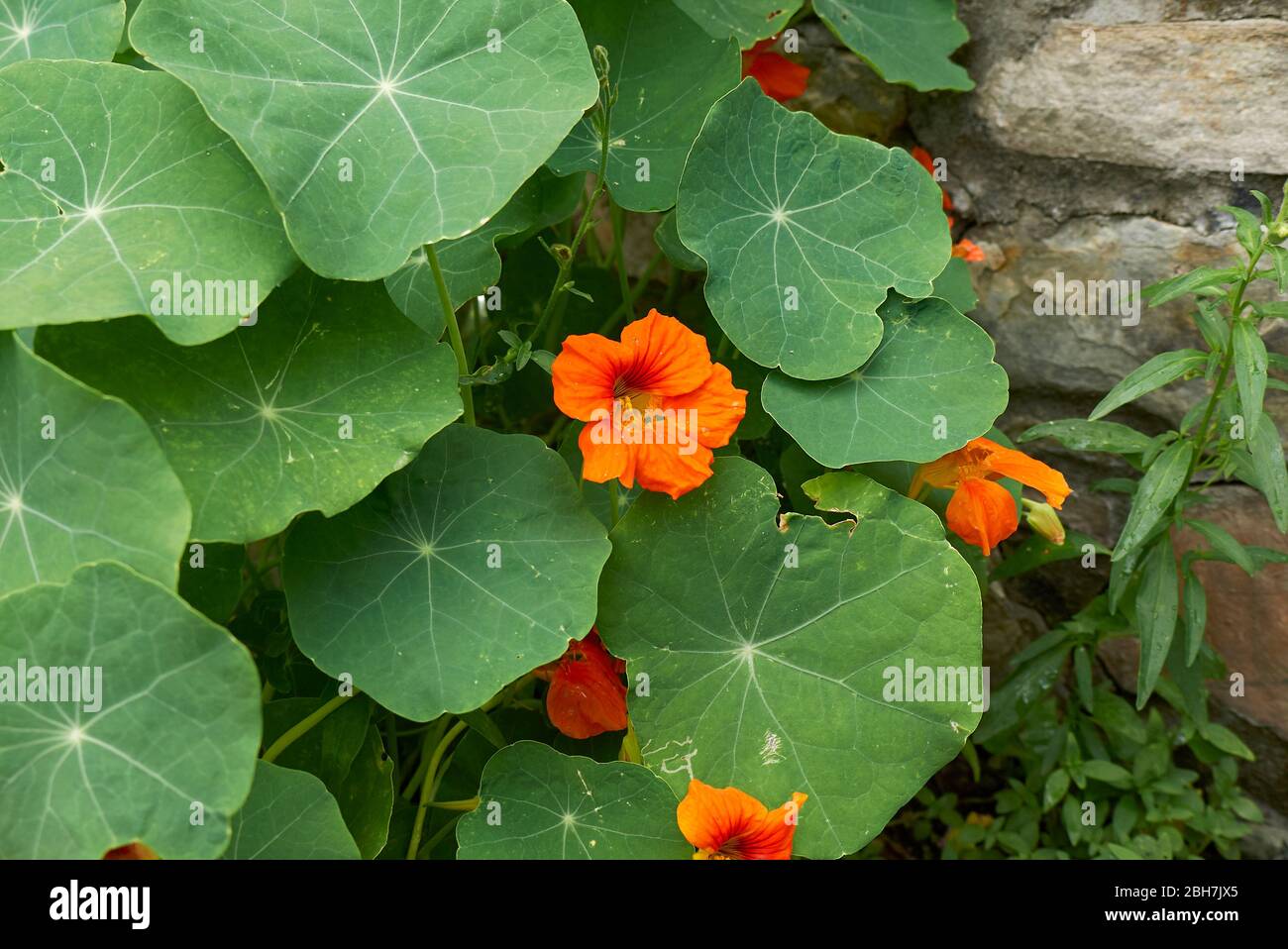 Tropaeolum majus avec fleurs orange Banque D'Images
