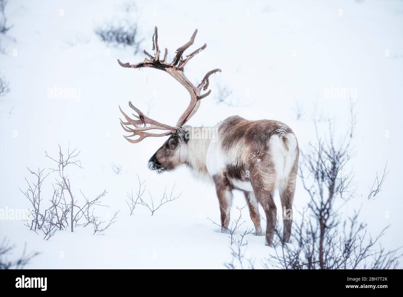 Rencerf à la recherche de nourriture sous la couverture de neige profonde dans les montagnes du comté de Finnmark dans le nord de la Norvège Banque D'Images