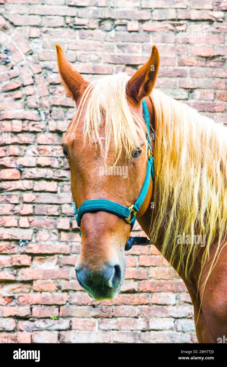 cheval brun avec mane blonde devant l'ancien four en brique sur la ferme Banque D'Images