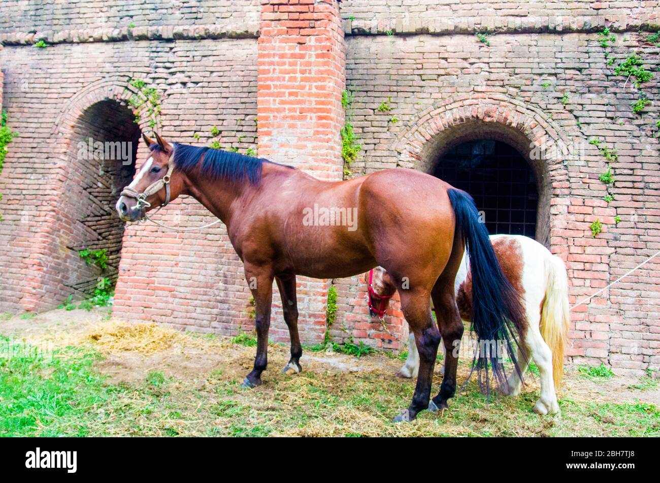 cheval brun avec mane noire devant l'ancien four en brique de la ferme Banque D'Images