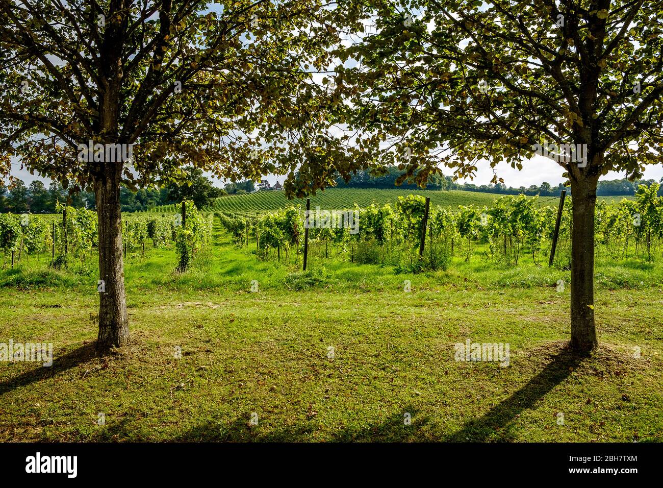 Vignes en vignes, Surrey, Angleterre Banque D'Images