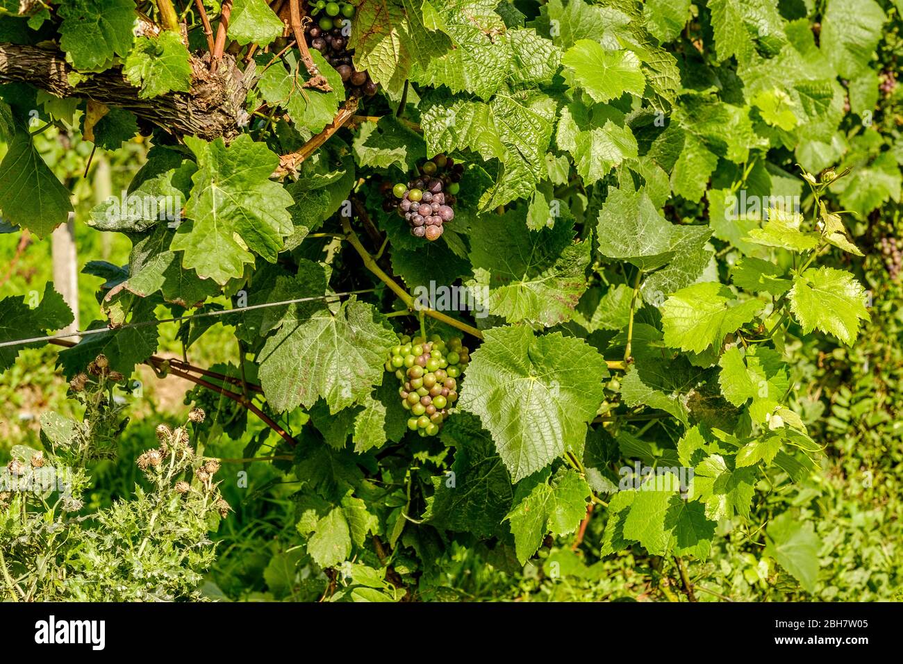 Vignes en vignes, Surrey, Angleterre Banque D'Images