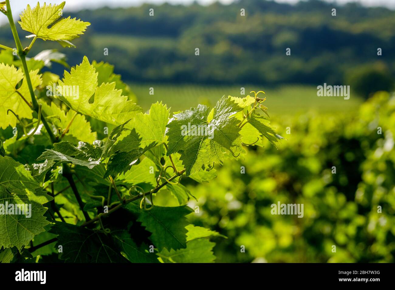 Vignes en vignes, Surrey, Angleterre Banque D'Images